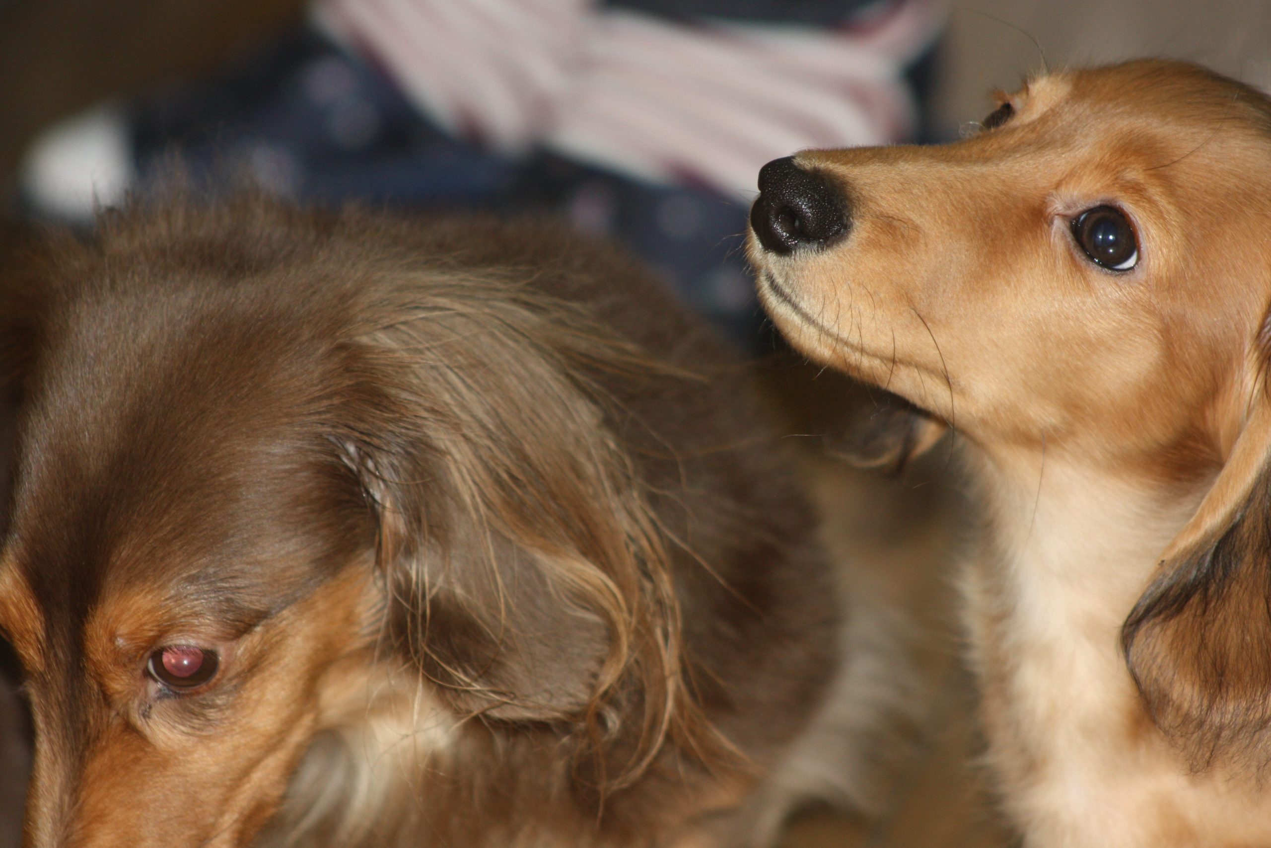 わんわんステイ Tokyo Tabata ホストファミリーとリビングで過ごす安心 安全ドッグホテル わんわんステイ Tokyo Tabata ホストファミリーとリビングで過ごす安心 安全ドッグホテル